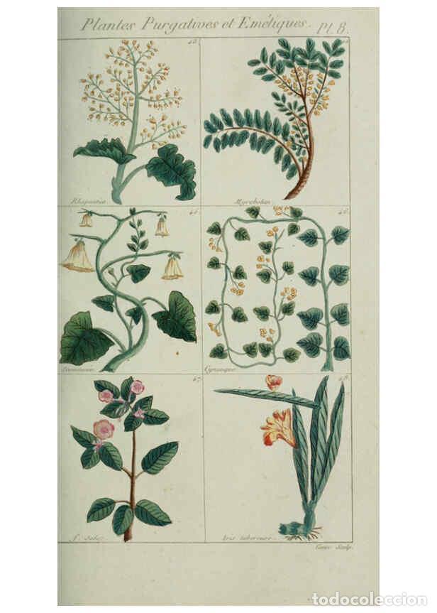 Collection Magazines and Newspapers: Reproducci&oacute;n/Reproduction 6103988122: Plantes usuelles, indig&egrave;nes et exotiques Paris :Duprat-Duverge