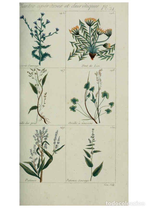 Collection Magazines and Newspapers: Reproducci&oacute;n/Reproduction 6103992940: Plantes usuelles, indig&egrave;nes et exotiques Paris :Duprat-Duverge