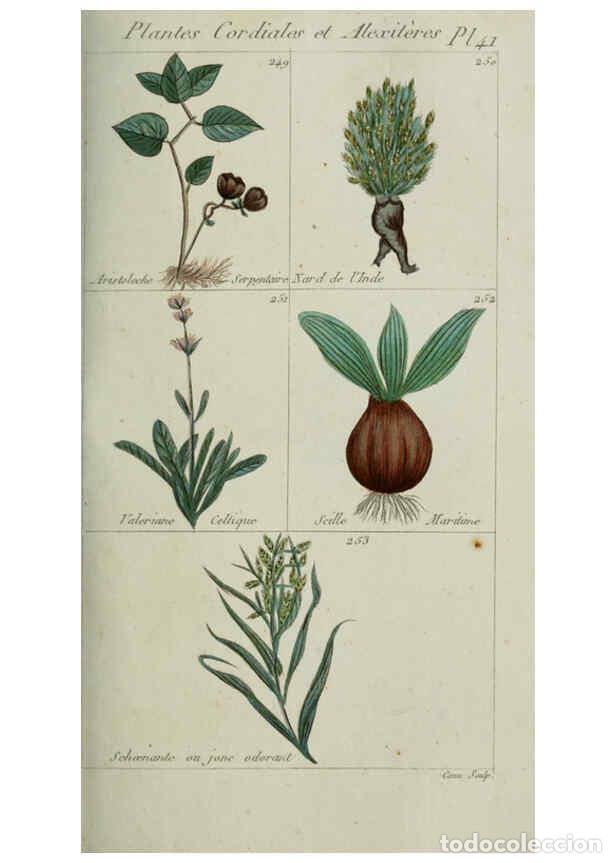 Collection Magazines and Newspapers: Reproducci&oacute;n/Reproduction 6103451199: Plantes usuelles, indig&egrave;nes et exotiques Paris :Duprat-Duverge