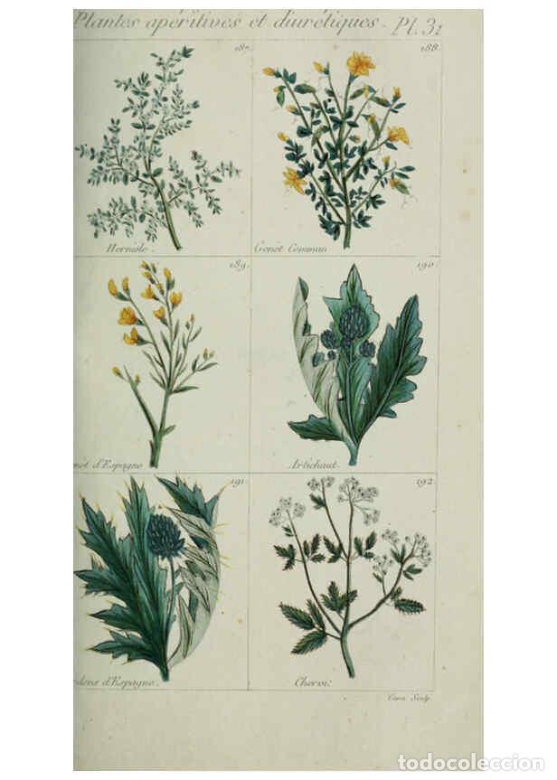 Collection Magazines and Newspapers: Reproducci&oacute;n/Reproduction 6103448457: Plantes usuelles, indig&egrave;nes et exotiques Paris :Duprat-Duverge