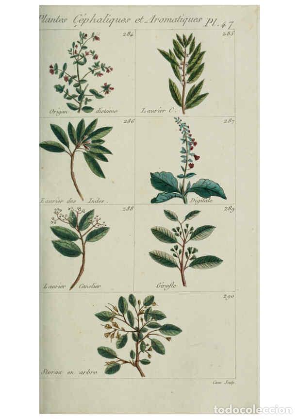 Collection Magazines and Newspapers: Reproducci&oacute;n/Reproduction 6104000532: Plantes usuelles, indig&egrave;nes et exotiques Paris :Duprat-Duverge