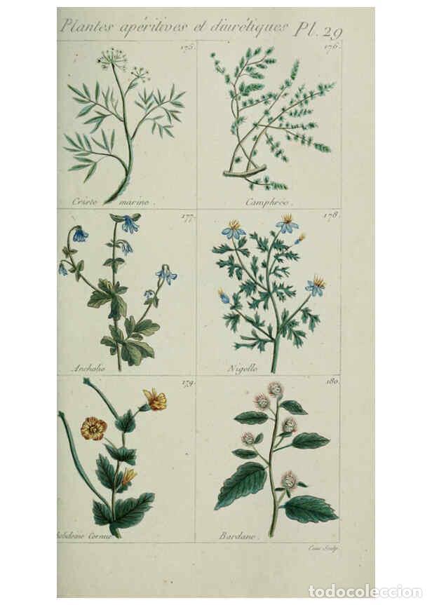 Collection Magazines and Newspapers: Reproducci&oacute;n/Reproduction 6103995478: Plantes usuelles, indig&egrave;nes et exotiques Paris :Duprat-Duverge