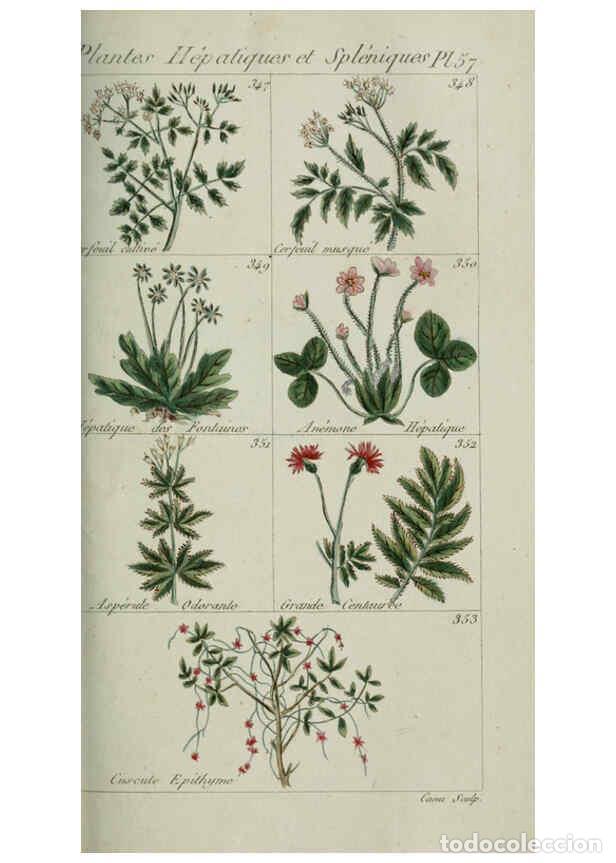 Collection Magazines and Newspapers: Reproducci&oacute;n/Reproduction 6103455613: Plantes usuelles, indig&egrave;nes et exotiques Paris :Duprat-Duverge