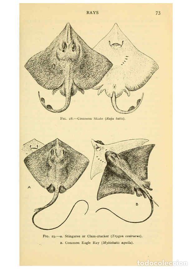 Collection Magazines and Newspapers: Reproducci&oacute;n/Reproduction 6254117563: Field book of giant fishes New York,G. P. Putnam[1949] - John