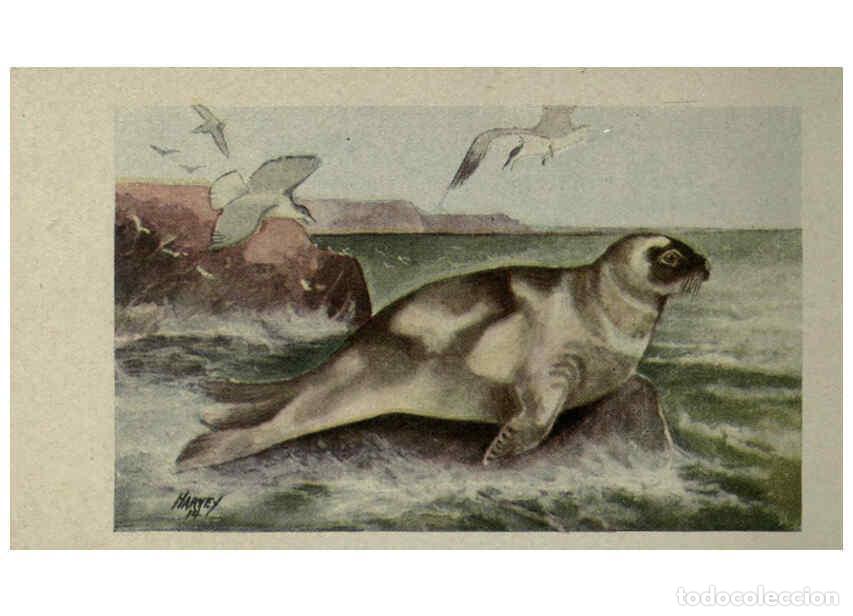 Collection Magazines and Newspapers: Reproducci&oacute;n/Reproduction 6257646594: Animal guide, North American wild animals Worcester, Mass. :C.