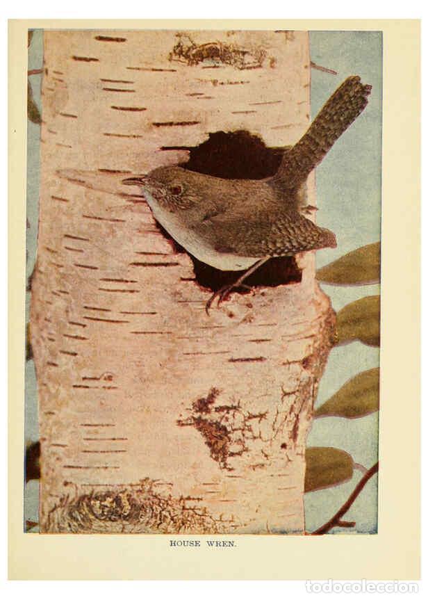 Collection Magazines and Newspapers: Reproducci&oacute;n/Reproduction 6257519544: Birds of lakeside and prairie Chicago,A.W. Mumford[1901] - Edw