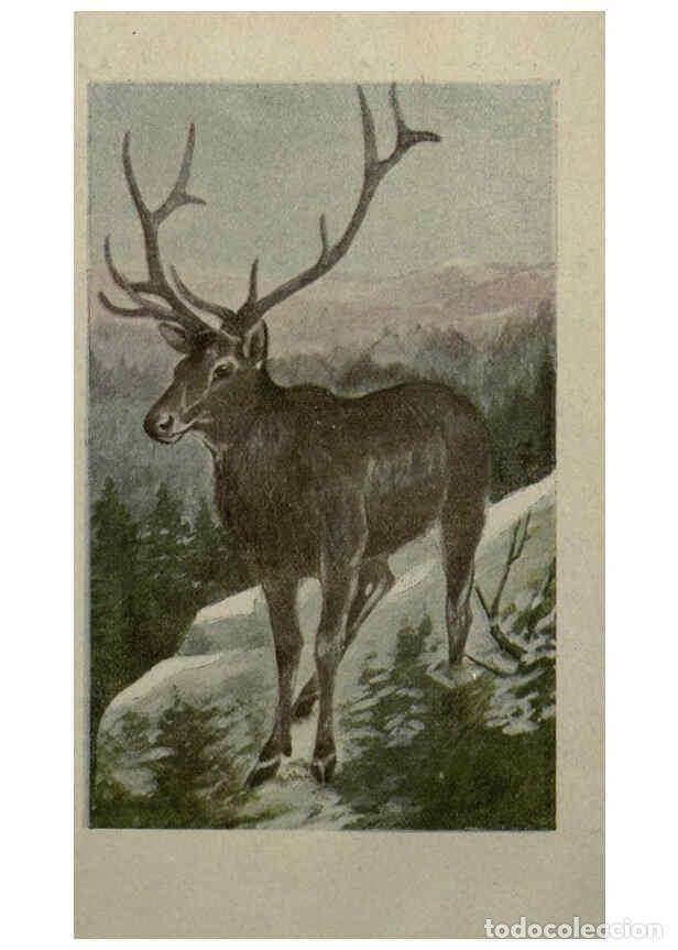 Collection Magazines and Newspapers: Reproducci&oacute;n/Reproduction 6257630862: Animal guide, North American wild animals Worcester, Mass. :C.