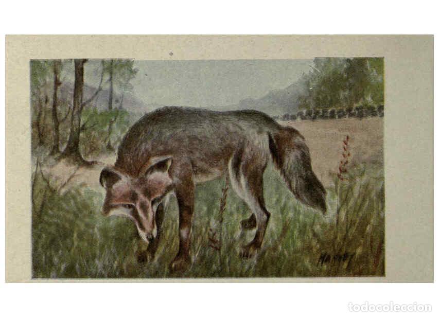 Collection Magazines and Newspapers: Reproducci&oacute;n/Reproduction 6257636014: Animal guide, North American wild animals Worcester, Mass. :C.