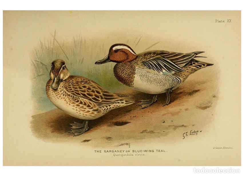 Collection Magazines and Newspapers: Reproducci&oacute;n/Reproduction 6254041679: The Indian ducks and their allies [Bombay] :Published by the B