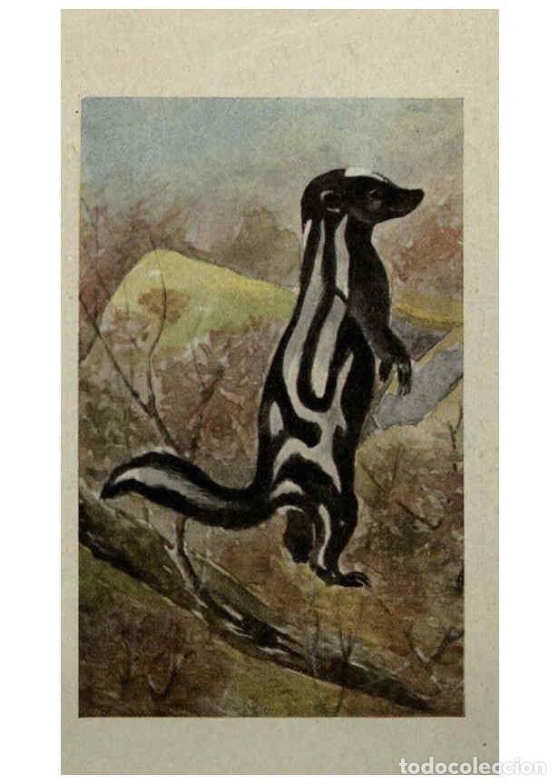 Collection Magazines and Newspapers: Reproducci&oacute;n/Reproduction 6257115149: Animal guide, North American wild animals Worcester, Mass. :C.