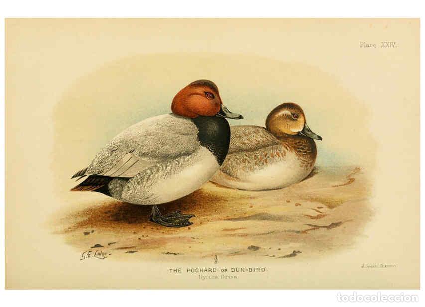 Collection Magazines and Newspapers: Reproducci&oacute;n/Reproduction 6254573772: The Indian ducks and their allies [Bombay] :Published by the B