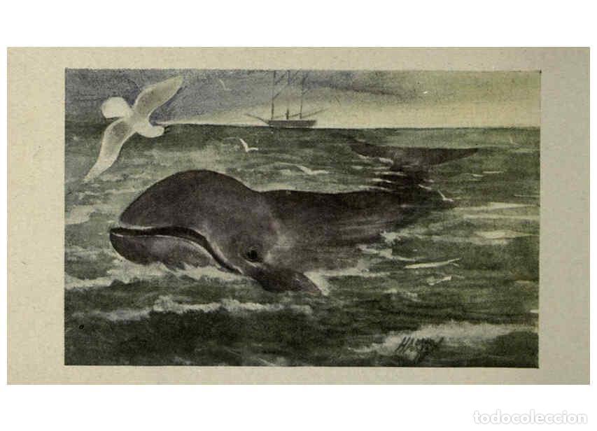 Collection Magazines and Newspapers: Reproducci&oacute;n/Reproduction 6257116085: Animal guide, North American wild animals Worcester, Mass. :C.