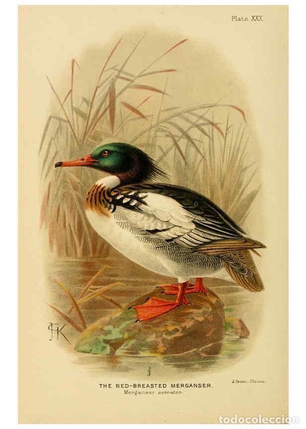 Collection Magazines and Newspapers: Reproducci&oacute;n/Reproduction 6254044305: The Indian ducks and their allies [Bombay] :Published by the B