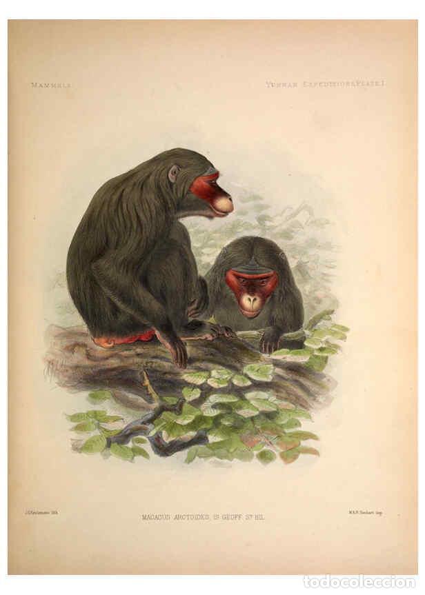 Collection Magazines and Newspapers: Reproducci&oacute;n/Reproduction 6258148822: Anatomical and zoological researches v.2. London,B. Quaritch,1