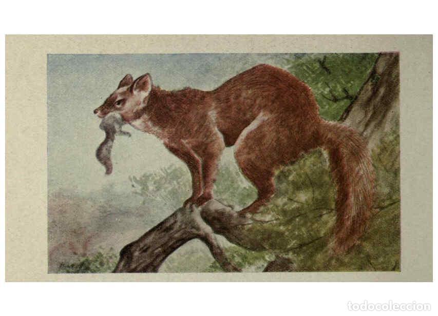 Collection Magazines and Newspapers: Reproducci&oacute;n/Reproduction 6257636196: Animal guide, North American wild animals Worcester, Mass. :C.