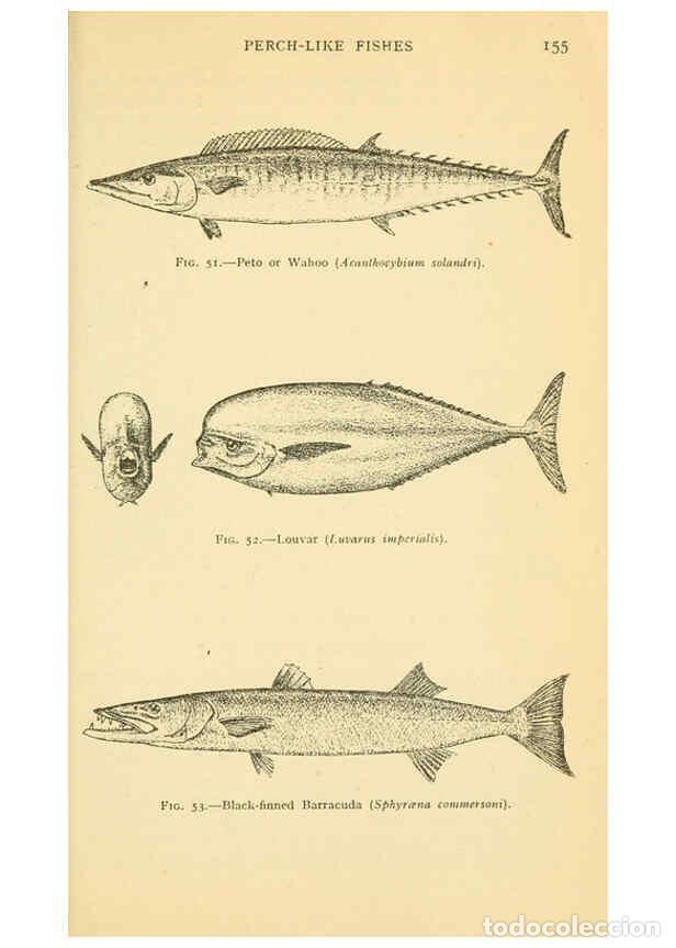 Collection Magazines and Newspapers: Reproducci&oacute;n/Reproduction 6254119583: Field book of giant fishes New York,G. P. Putnam[1949] - John