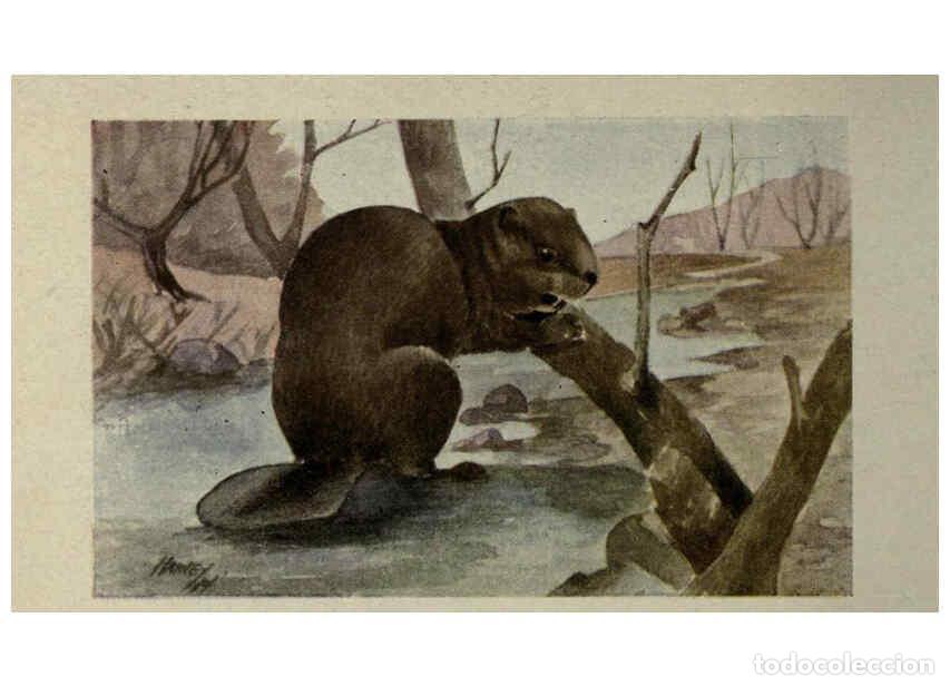 Collection Magazines and Newspapers: Reproducci&oacute;n/Reproduction 6257107317: Animal guide, North American wild animals Worcester, Mass. :C.