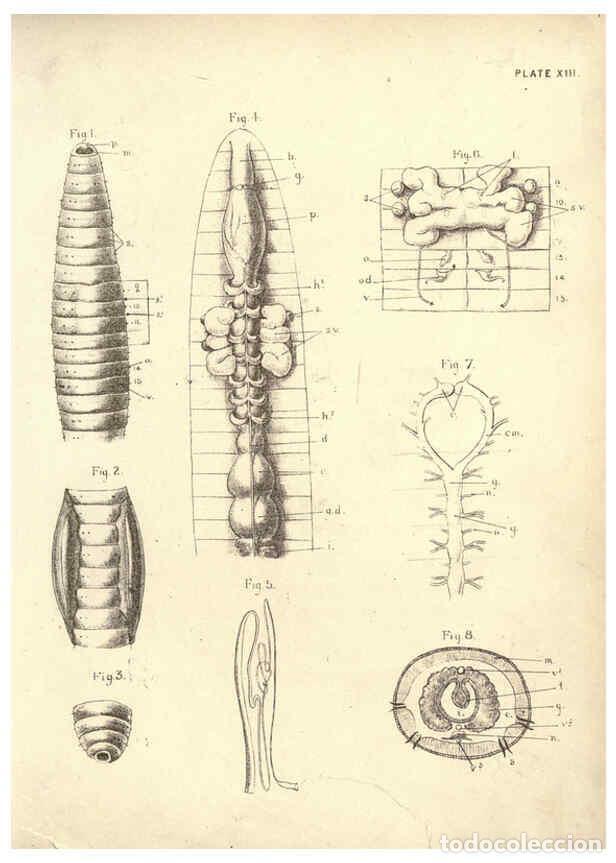 Collection Magazines and Newspapers: Reproducci&oacute;n/Reproduction 6254222423: Illustrations of zoology: invertebrates & vertebrates Edinburg