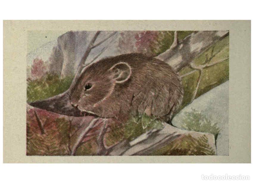 Collection Magazines and Newspapers: Reproducci&oacute;n/Reproduction 6257110279: Animal guide, North American wild animals Worcester, Mass. :C.