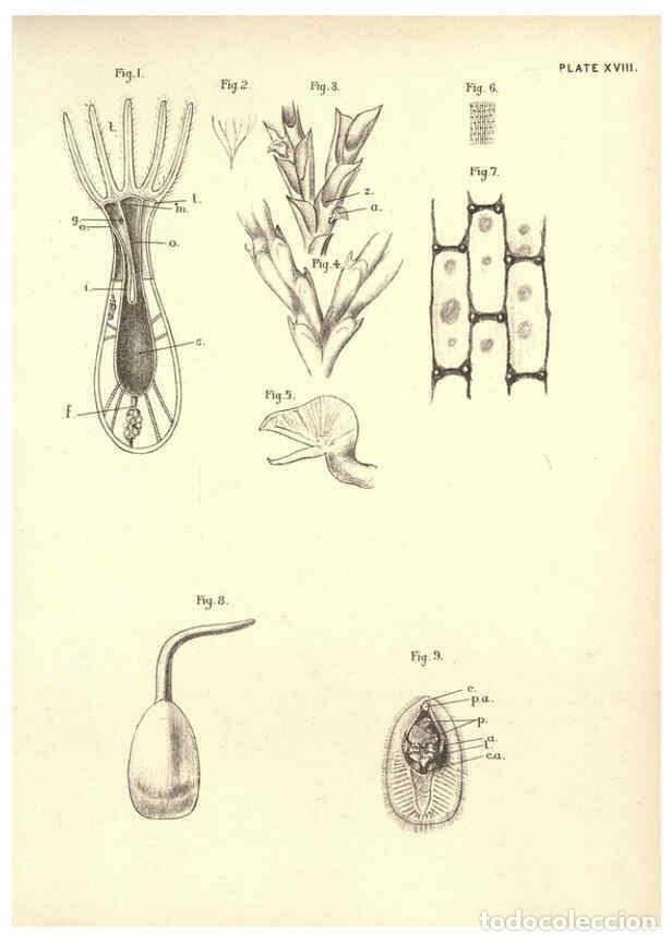 Collection Magazines and Newspapers: Reproducci&oacute;n/Reproduction 6254754952: Illustrations of zoology: invertebrates & vertebrates Edinburg