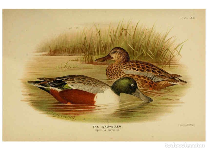 Collection Magazines and Newspapers: Reproducci&oacute;n/Reproduction 6254041927: The Indian ducks and their allies [Bombay] :Published by the B