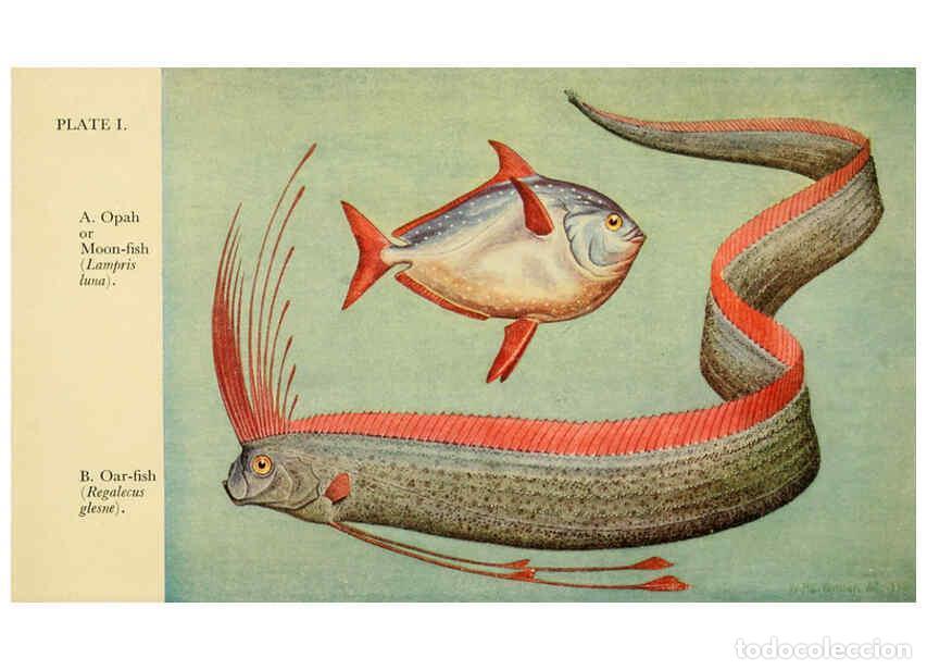 Coleccionismo de Revistas y Peri&oacute;dicos: Reproducci&oacute;n/Reproduction 6254114521: Field book of giant fishes New York,G. P. Putnam[1949] - John