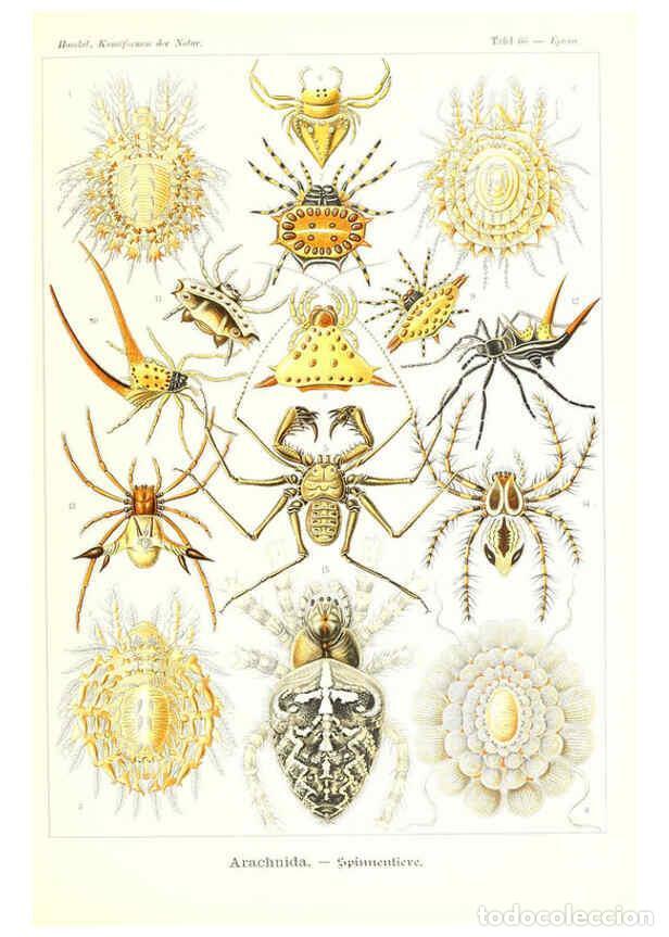 Coleccionismo de Revistas y Peri&oacute;dicos: Reproducci&oacute;n/Reproduction 6197324981: Kunstformen der Natur Leipzig und Wien :Verlag des Bibliograph
