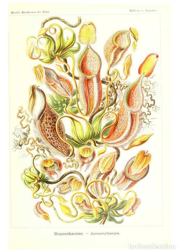 Coleccionismo de Revistas y Peri&oacute;dicos: Reproducci&oacute;n/Reproduction 6197843828: Kunstformen der Natur Leipzig und Wien :Verlag des Bibliograph