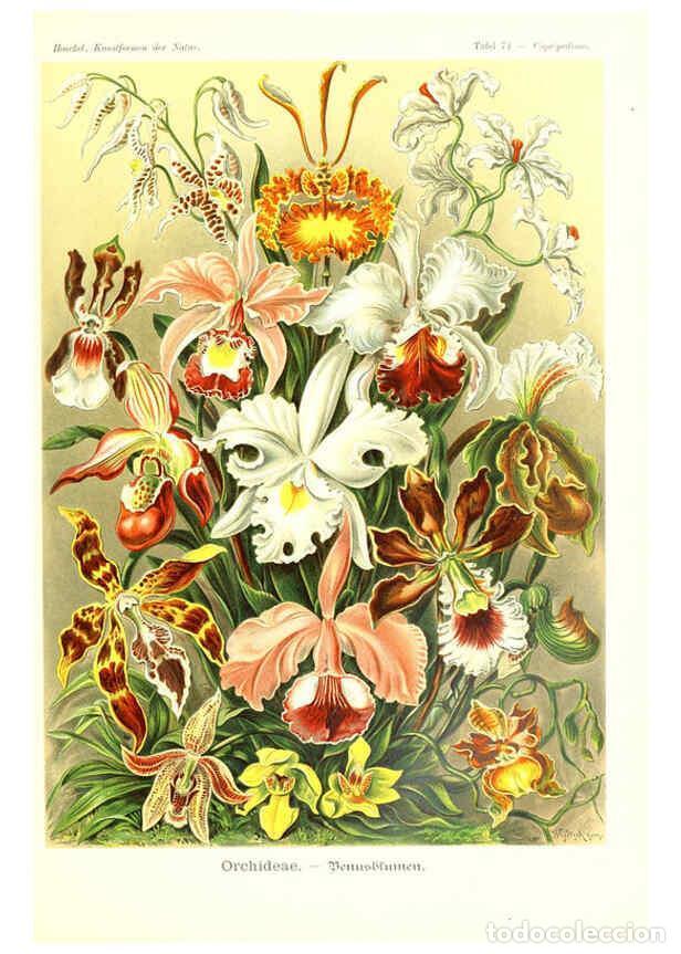 Coleccionismo de Revistas y Peri&oacute;dicos: Reproducci&oacute;n/Reproduction 6197846292: Kunstformen der Natur Leipzig und Wien :Verlag des Bibliograph