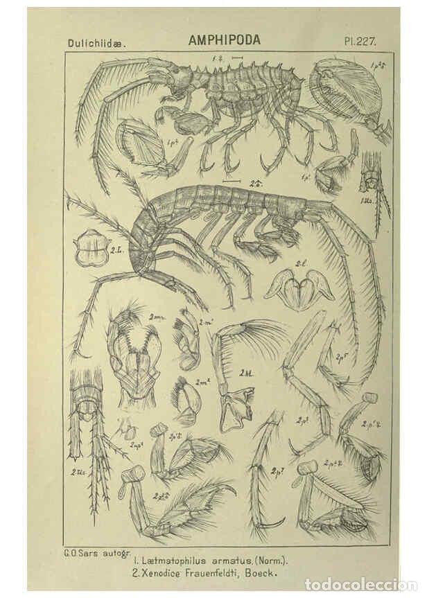 Colecionismo de Revistas e Jornais: Reproducci&oacute;n/Reproduction 6194972289: An account of the Crustacea of Norway. v.1 Amphipoda (plates)
