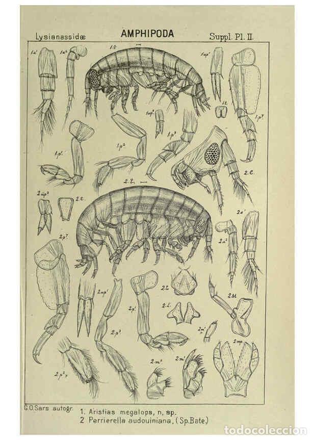 Colecionismo de Revistas e Jornais: Reproducci&oacute;n/Reproduction 6194976095: An account of the Crustacea of Norway. v.1 Amphipoda (plates)