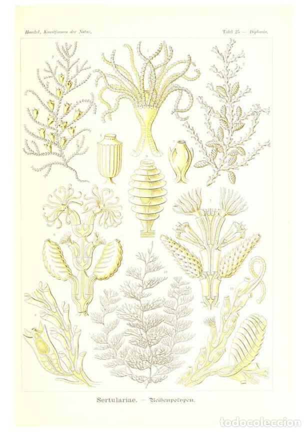 Colecionismo de Revistas e Jornais: Reproducci&oacute;n/Reproduction 6197317051: Kunstformen der Natur Leipzig und Wien :Verlag des Bibliograph