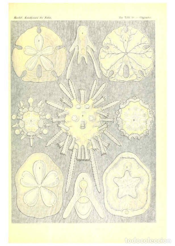 Colecionismo de Revistas e Jornais: Reproducci&oacute;n/Reproduction 6197317893: Kunstformen der Natur Leipzig und Wien :Verlag des Bibliograph