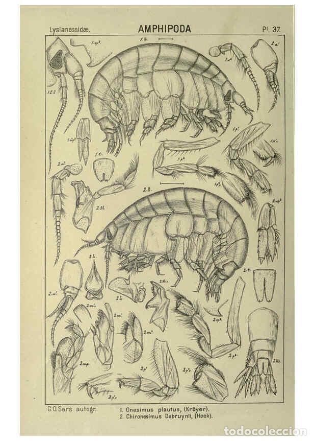 Collezionismo di Riviste e Giornali: Reproducci&oacute;n/Reproduction 6194927683: An account of the Crustacea of Norway. v.1 Amphipoda (plates)