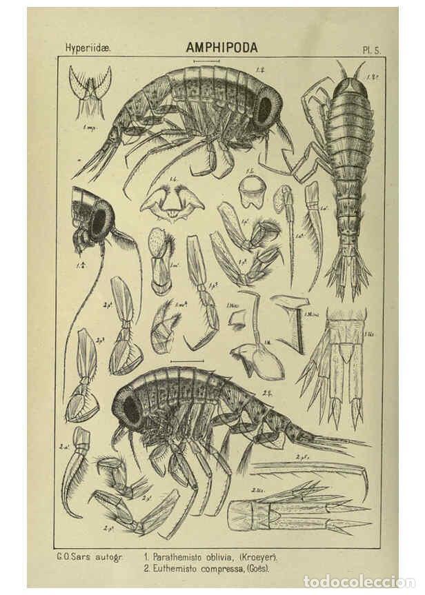 Collezionismo di Riviste e Giornali: Reproducci&oacute;n/Reproduction 6194920655: An account of the Crustacea of Norway. v.1 Amphipoda (plates)