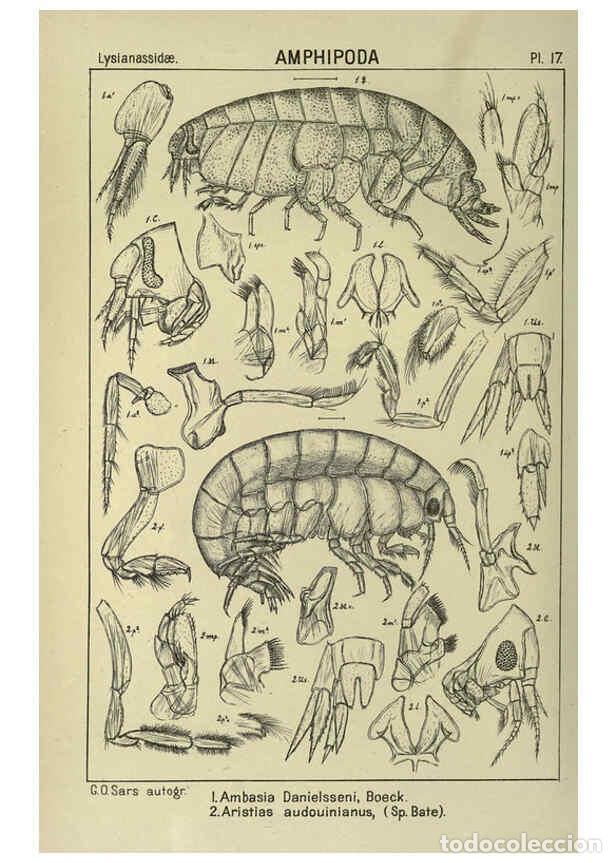 Collezionismo di Riviste e Giornali: Reproducci&oacute;n/Reproduction 6194923193: An account of the Crustacea of Norway. v.1 Amphipoda (plates)