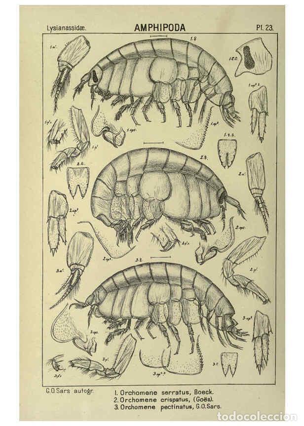 Collezionismo di Riviste e Giornali: Reproducci&oacute;n/Reproduction 6195441790: An account of the Crustacea of Norway. v.1 Amphipoda (plates)