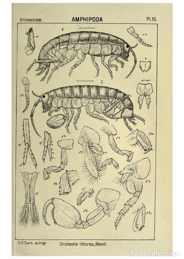 Collezionismo di Riviste e Giornali: Reproducci&oacute;n/Reproduction 6194921819: An account of the Crustacea of Norway. v.1 Amphipoda (plates)