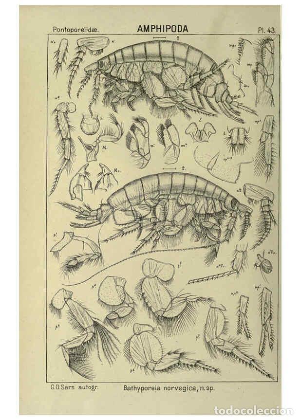 Collezionismo di Riviste e Giornali: Reproducci&oacute;n/Reproduction 6194929023: An account of the Crustacea of Norway. v.1 Amphipoda (plates)