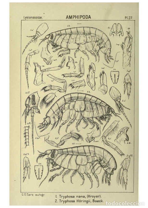 Collezionismo di Riviste e Giornali: Reproducci&oacute;n/Reproduction 6195442626: An account of the Crustacea of Norway. v.1 Amphipoda (plates)