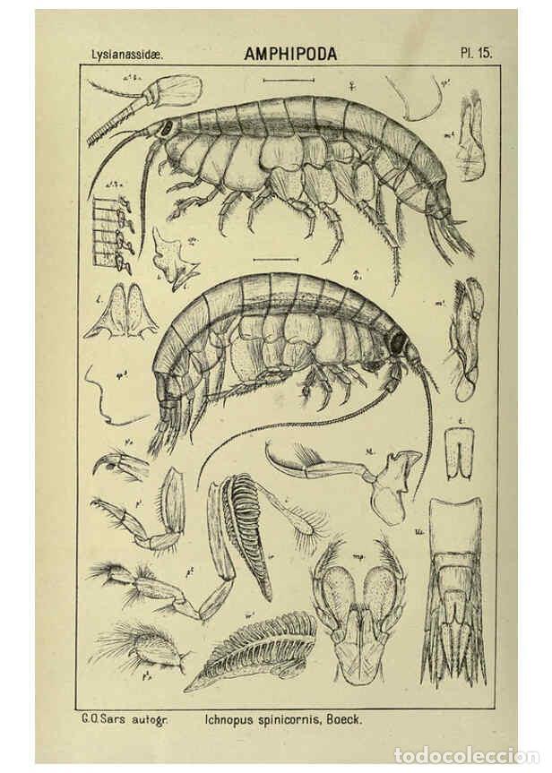 Collezionismo di Riviste e Giornali: Reproducci&oacute;n/Reproduction 6195439964: An account of the Crustacea of Norway. v.1 Amphipoda (plates)