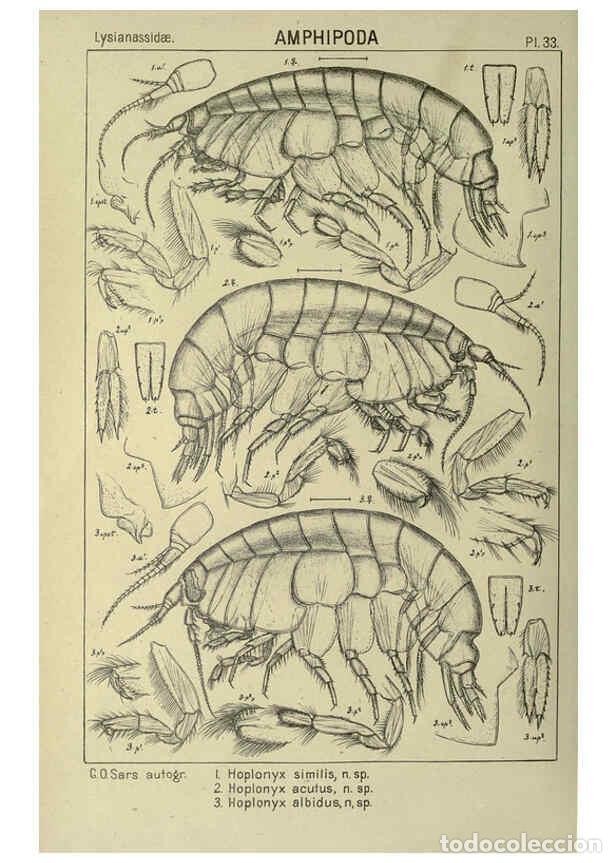 Collezionismo di Riviste e Giornali: Reproducci&oacute;n/Reproduction 6195443794: An account of the Crustacea of Norway. v.1 Amphipoda (plates)
