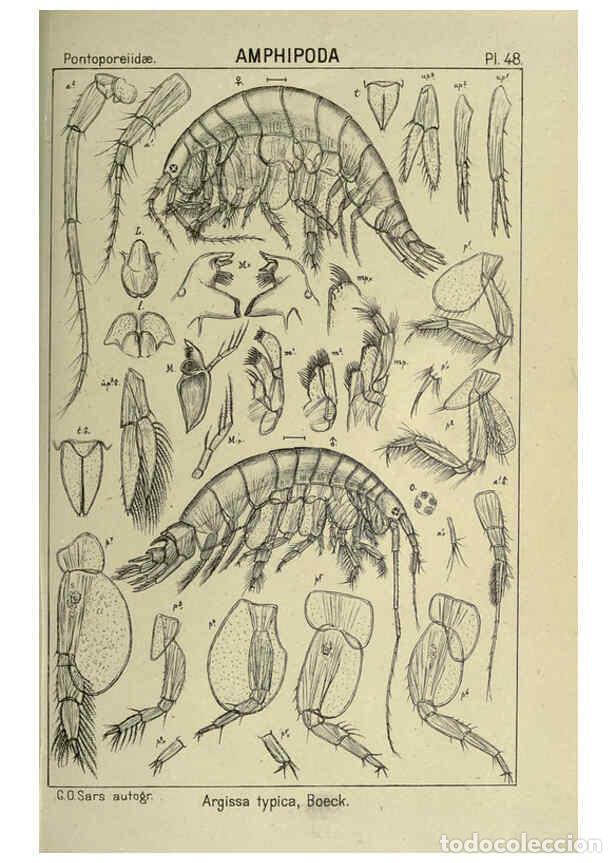 Collezionismo di Riviste e Giornali: Reproducci&oacute;n/Reproduction 6194929983: An account of the Crustacea of Norway. v.1 Amphipoda (plates)