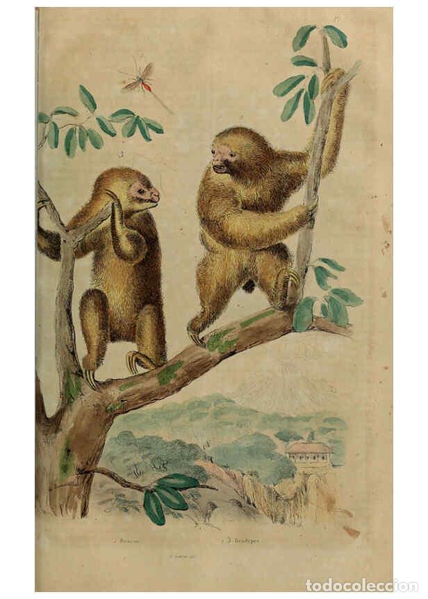 Collezionismo di Riviste e Giornali: Reproducci&oacute;n/Reproduction 6195100510: Dictionnaire pittoresque d'histoire naturelle et des ph&eacute;nom&egrave;ne