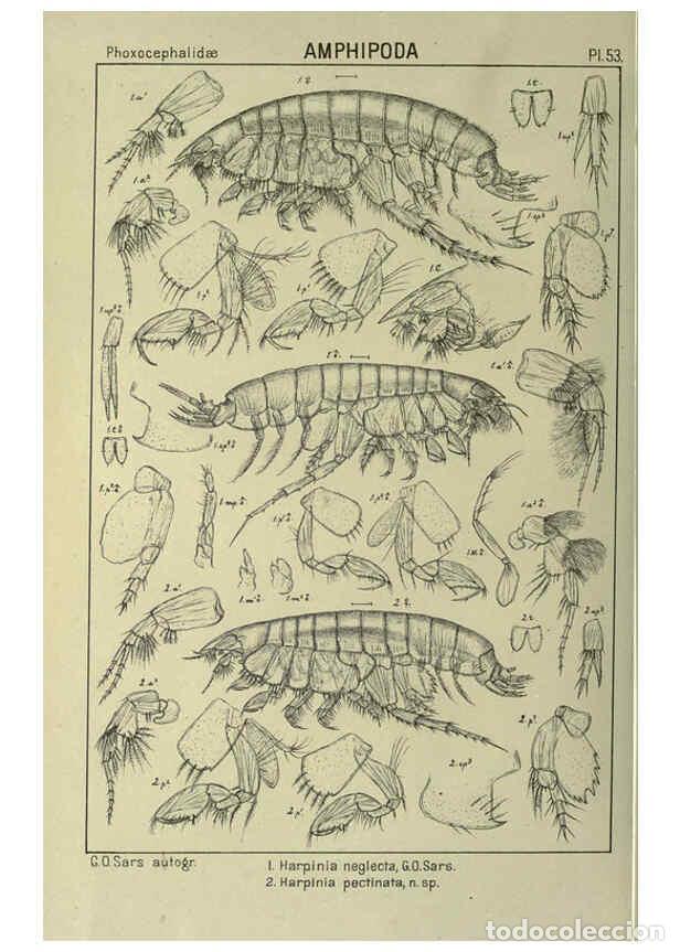 Collezionismo di Riviste e Giornali: Reproducci&oacute;n/Reproduction 6195448206: An account of the Crustacea of Norway. v.1 Amphipoda (plates)