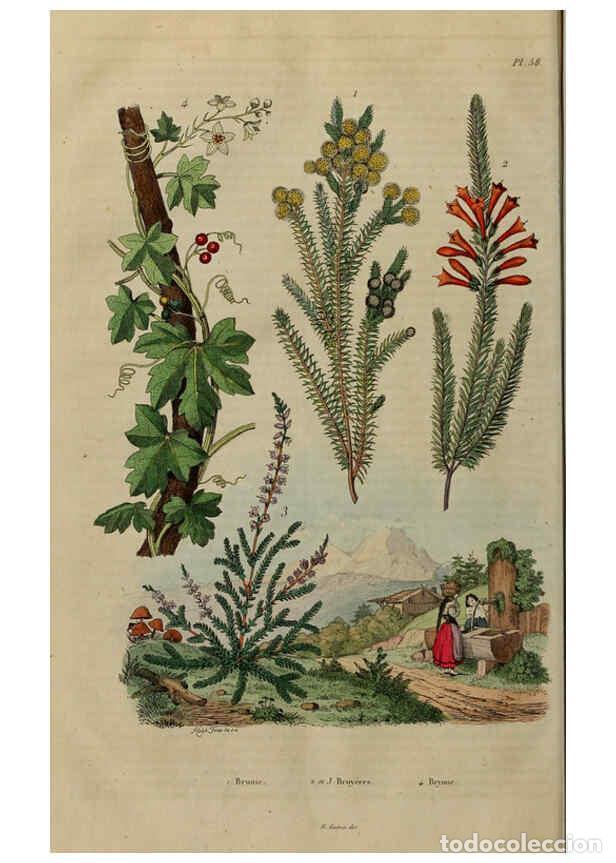 Collezionismo di Riviste e Giornali: Reproducci&oacute;n/Reproduction 6194584247: Dictionnaire pittoresque d'histoire naturelle et des ph&eacute;nom&egrave;ne