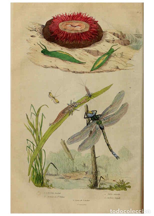 Collezionismo di Riviste e Giornali: Reproducci&oacute;n/Reproduction 6194571617: Dictionnaire pittoresque d'histoire naturelle et des ph&eacute;nom&egrave;ne