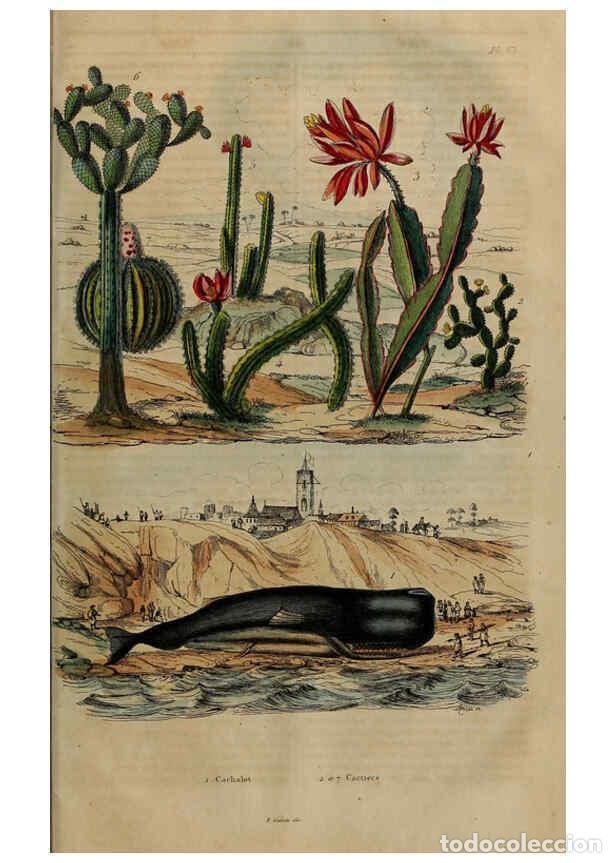 Collezionismo di Riviste e Giornali: Reproducci&oacute;n/Reproduction 6195102114: Dictionnaire pittoresque d'histoire naturelle et des ph&eacute;nom&egrave;ne