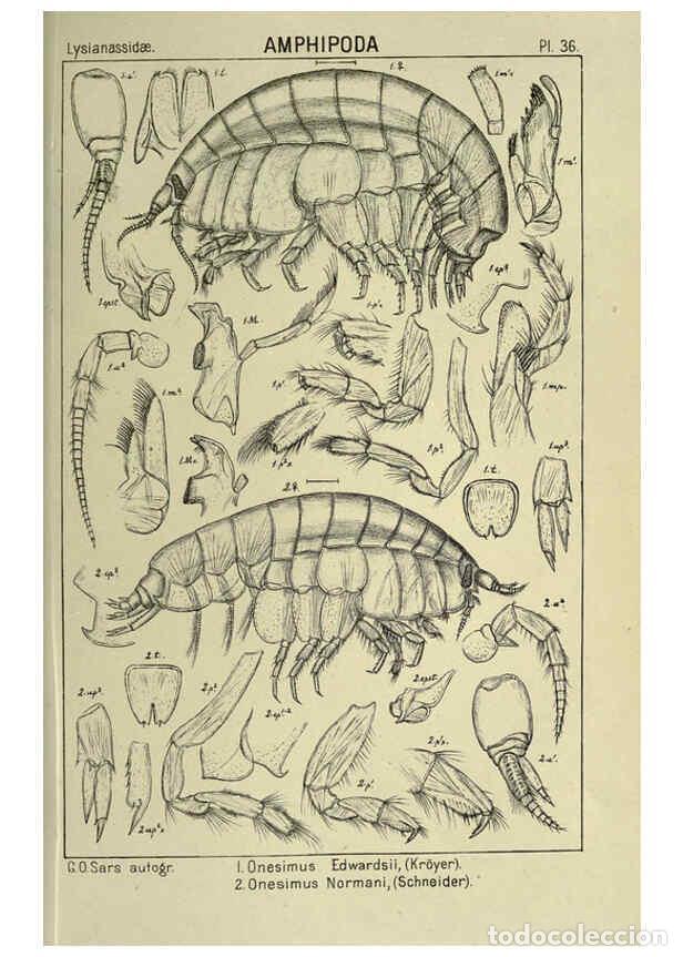 Collezionismo di Riviste e Giornali: Reproducci&oacute;n/Reproduction 6194927465: An account of the Crustacea of Norway. v.1 Amphipoda (plates)