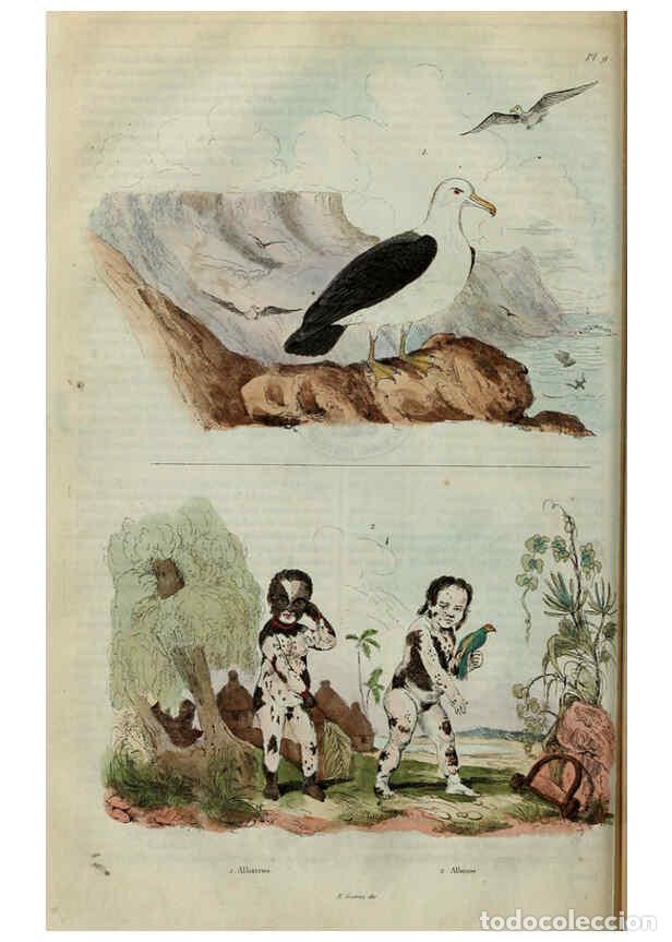 Collezionismo di Riviste e Giornali: Reproducci&oacute;n/Reproduction 6195089364: Dictionnaire pittoresque d'histoire naturelle et des ph&eacute;nom&egrave;ne